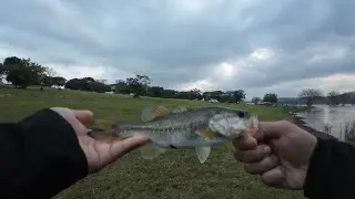 Small bass and tilapia fun at Hazelmere Dam