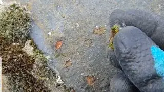 Can moss damage your roof?