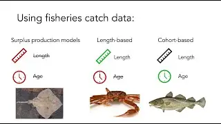 Model Selection - Fisheries Stock Assessment and Management