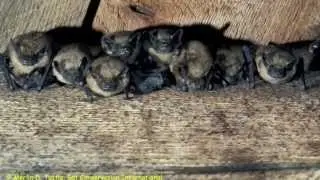 Bat Speak: What Bats Say and Why We Should Listen