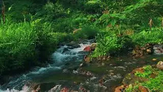 Peaceful River Flowing Through a Quiet Forest &ndash; Gentle Nature Sounds for Deep Sleep and Study Focus