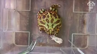 Green Horned Frog Daily Life 2