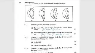 HUMAN EYE  QUESTIONS: : LIFE SCIENCES GRADE 12 : M.SAIDI