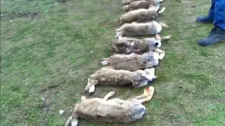 ОХОТА на ЗАЙЦА, КОЛЛЕКТИВНАЯ. V&Icirc;NĂTOARE la IEPURI COLECTIVĂ . ShotKam 