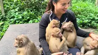 Wonderfully day all adorable monkey include Sheba monkey get milk from kunthea mom