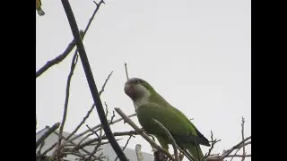 Monk parakeets, Myiopsitta monachus, building giant communal nest on lighting tower by Wong Kais