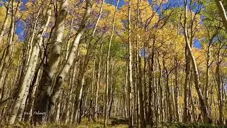 Fall in the Rockies 2018