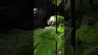 Hidden Base Location on Lost Island, Ark Survival Evolved #shorts