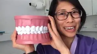 Tooth Numbers Explained