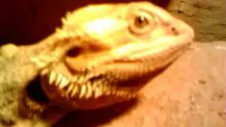 Bartagam schnappt Heuschrecke von der Hand