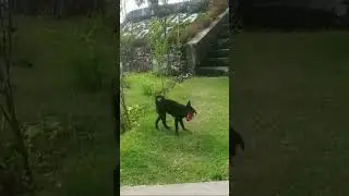 Pawsome Fetch Mastery: Watch This puppy's Impressive Object Retrieval Skills!