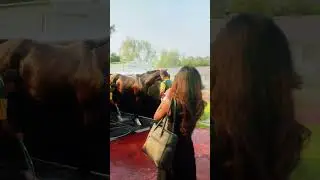 A unique experience in Dubai!