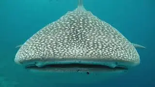 Belize Whale Shark Diving & Snorkeling | Diving Memories Like No Other&lrm;