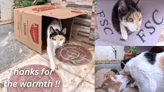 We will raise the kittens with their stray mothers, and we will get thanks.
