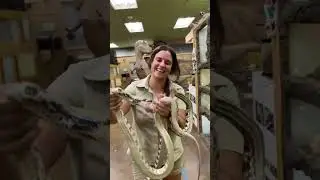 These false water Cobras are so amazing, it is incredible to watch them eat something so big😳