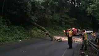 Firefighters clear tree blocking Highway 194