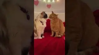 La Juana y Guerro en modo rom&aacute;ntico 💘🐱