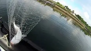 Pêche de la daurade royale en estuaire en bateau