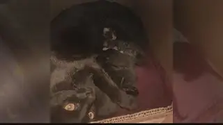 Firefighter rescues cat from fire but now has 7x what he bargained for!