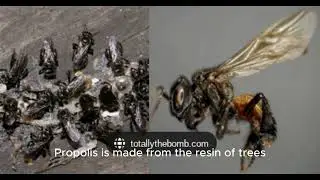 vulture bee
