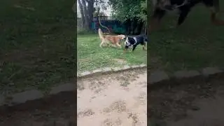Crece la manada 🐾🐕 #short #video #dogs #life #park #goldenretriever #bernesemountaindog #boxer #yt