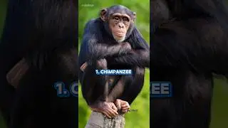 Top 10 Most Intelligent Animals in the World 🧠🌍 #shorts #facts