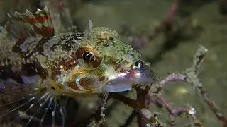 Interesting Colored Fish Compilation | Diving With Most Amazing Cool Fish in The World