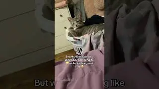 Sassy cat#cat#catvideos #catlovers #funnycat#fyp