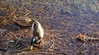 Ducks Lake Winter 4K Eastern Europe Meditation Relaxing Relieves stress Rhythm of Nature