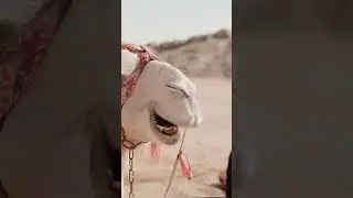 History of Sahara Desert 🏜️ #crazyfact #resfact #shorts