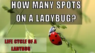 Life cycle of a Ladybug 🐞 l Aisian beetle 🪲