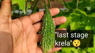 130 Din Ka Karela | Last Stage Farming Update#KarelaFarming #130DaysUpdate #DesiKisan #RealFarming