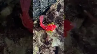 Ruby Red Dragonet #shorts