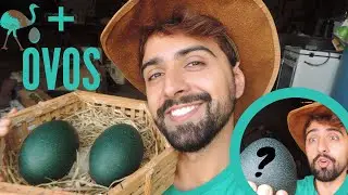 Ganhamos Mais Ovos de Emu Australiano | Gutejando
