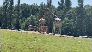 Thoiry zoo safari Yvelines|| safari park Thoiry &icirc;le de france || safari parc fran&ccedil;ais