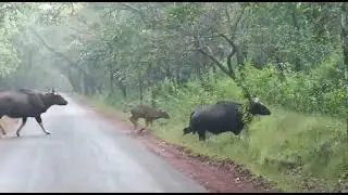 Ganesgudi Joida road