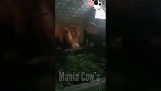 Sapi sapi kurus