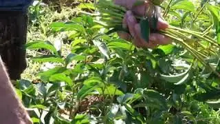 Local Grown - Fresh Cut Peonies
