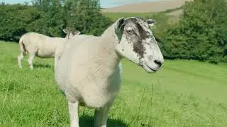 Our Beautiful Dorset National Landscape