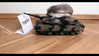 Monday Mood 🤩 | Funny Hedgehog Tank 🦔🥰