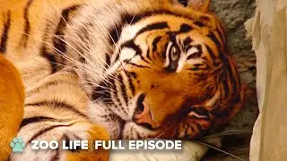 Feisty Tiger Is Pregnant With Triplets | The Zoo