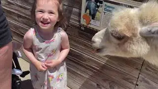 Boulder Ridge Zoo. June 2021