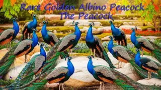 Rare Golden Albino Peacock | Relaxing Nature Scenes | The Peacock