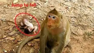 Small baby monkey Toni wrong Jump & fall down,Look pity baby Toni hurt rolling on the ground so weak