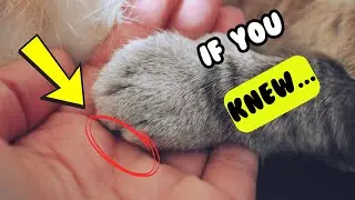 9 very important things your cat wishes you knew! #CatSecrets #CatBehavior #CatHappiness
