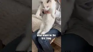Lost all of my memory #cat #catshorts #catlovers #cats #catvideos