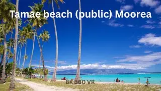 Temae Beach Moorea in 360&deg; | Peaceful Paradise in 8K VR | VR Travel Vlog