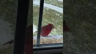 Territorial Red Cardinal up close!
