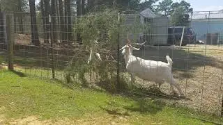 Natural way to keep parasites out of your goats