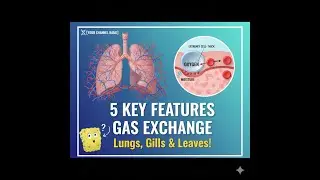 Gas Exchange Respiration Alveoli Diffusion ScienceEducation GCSEBiology Anatomy HowLungsWork